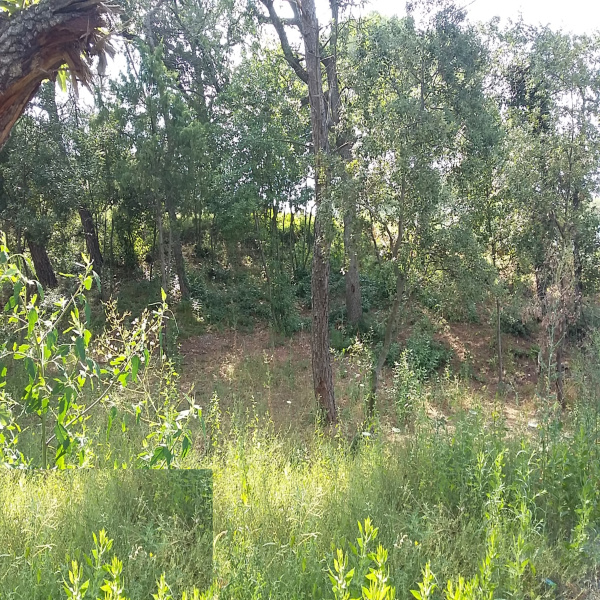 Offres de vente Terrain Puget-sur-Argens 83480